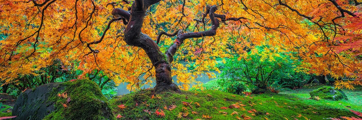 𝘛𝘩𝘦 𝘍𝘢𝘦𝘳𝘪𝘦 𝘗𝘳𝘪𝘯𝘤𝘦 banner