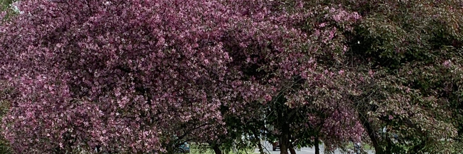 Lizie banner