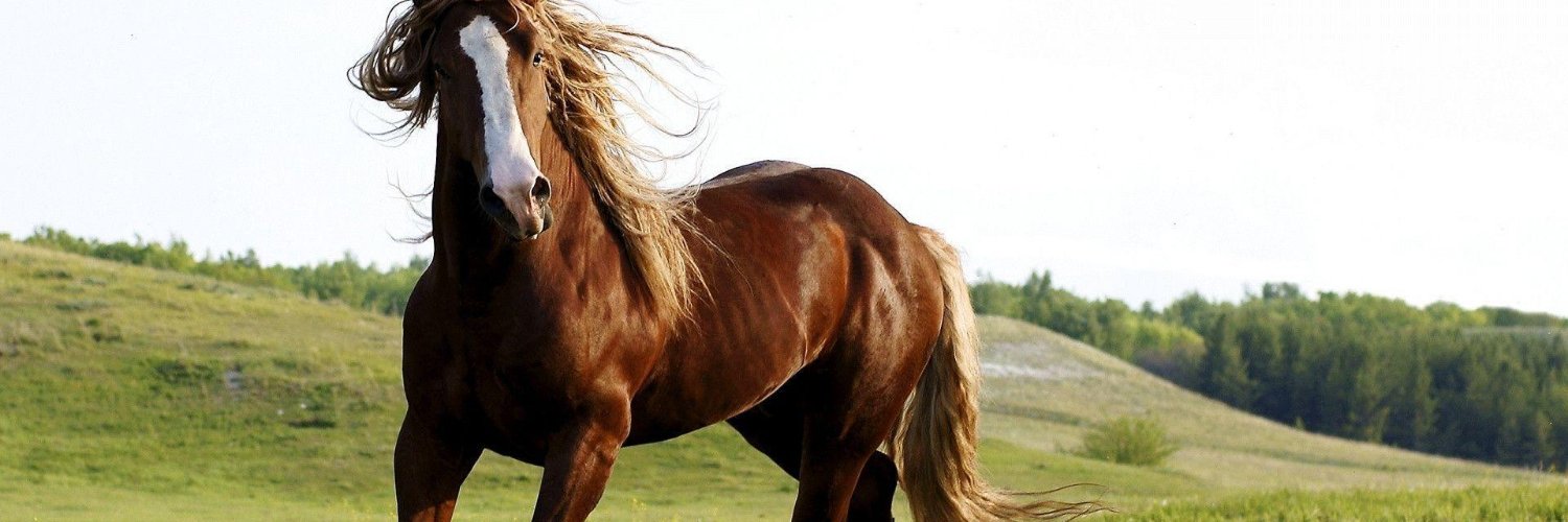 Caballo Homosexual de las Montañas 🦄 banner