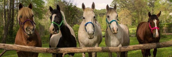 Mares4Life Profile Banner