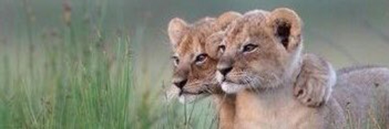 AvsarAgzi's profile banner image
