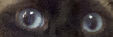korpulenta's profile banner image