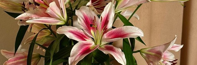 euphoria place banner