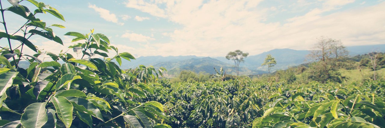 ModestCoffee's profile banner image