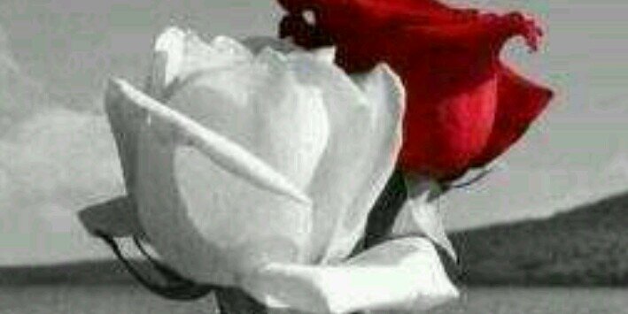 badeer_alamri's profile banner image