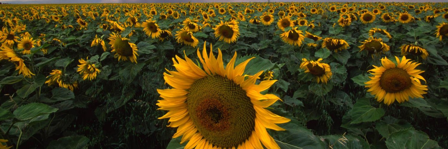 RobinRaePhoto's profile banner image