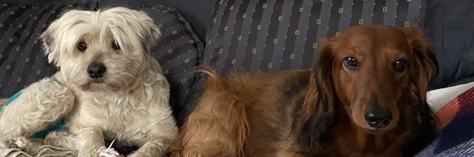 Lotta, Wolly 🐶🇩🇰🇺🇦& Mum 🙋‍♀️🇩🇰🇺🇦 banner