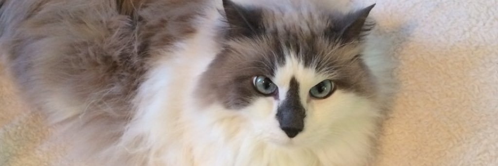 mozzarules's profile banner image