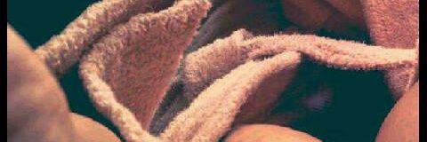 fuckgina's profile banner image
