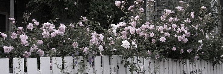 thy_chuuya's profile banner image