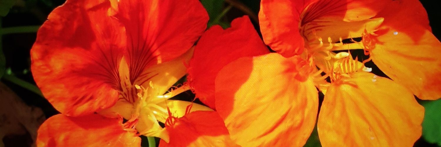 Capucine 🇫🇷🇪🇺🇬🇧 banner