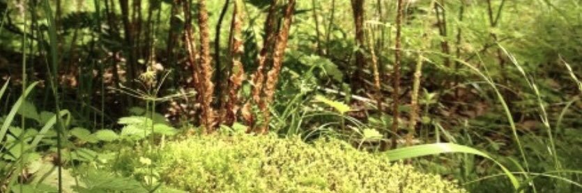 midorikoke's profile banner image