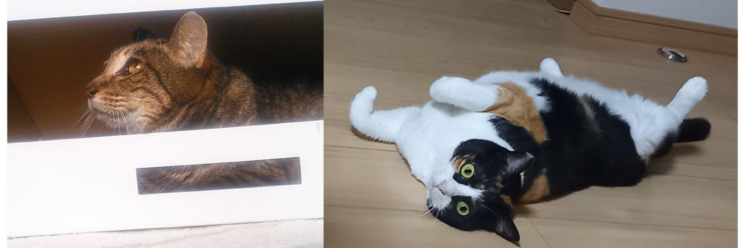 🐈‍⬛にゃーすけ🌸 banner
