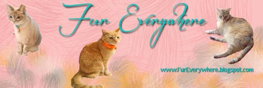 FurEverywhere's profile banner image