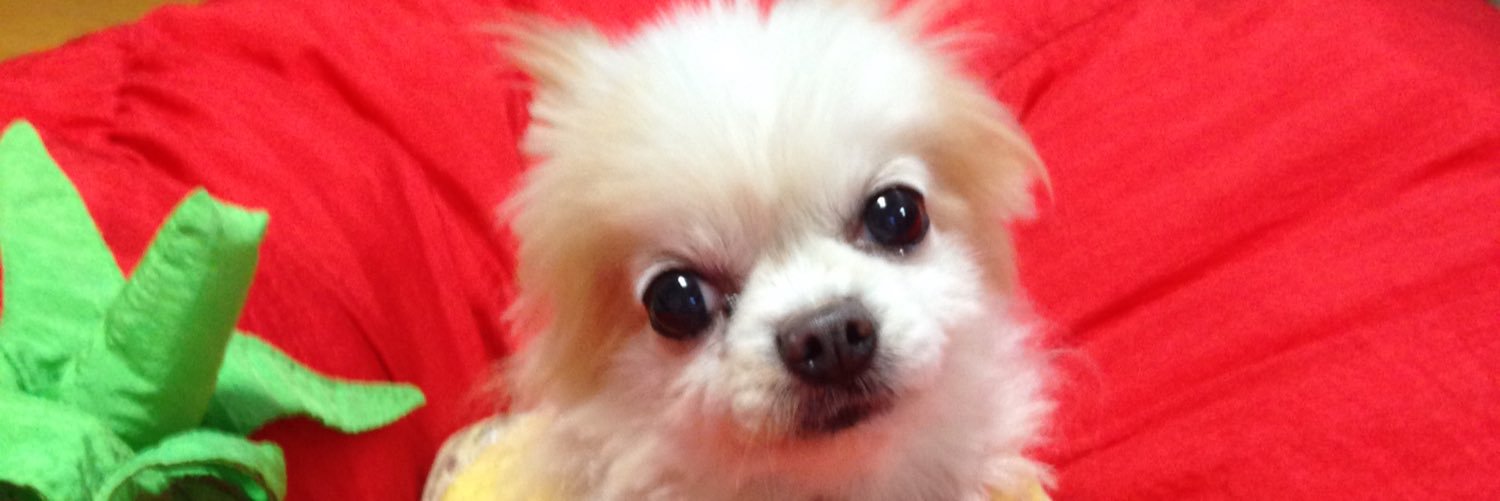 yuri_mao's profile banner image