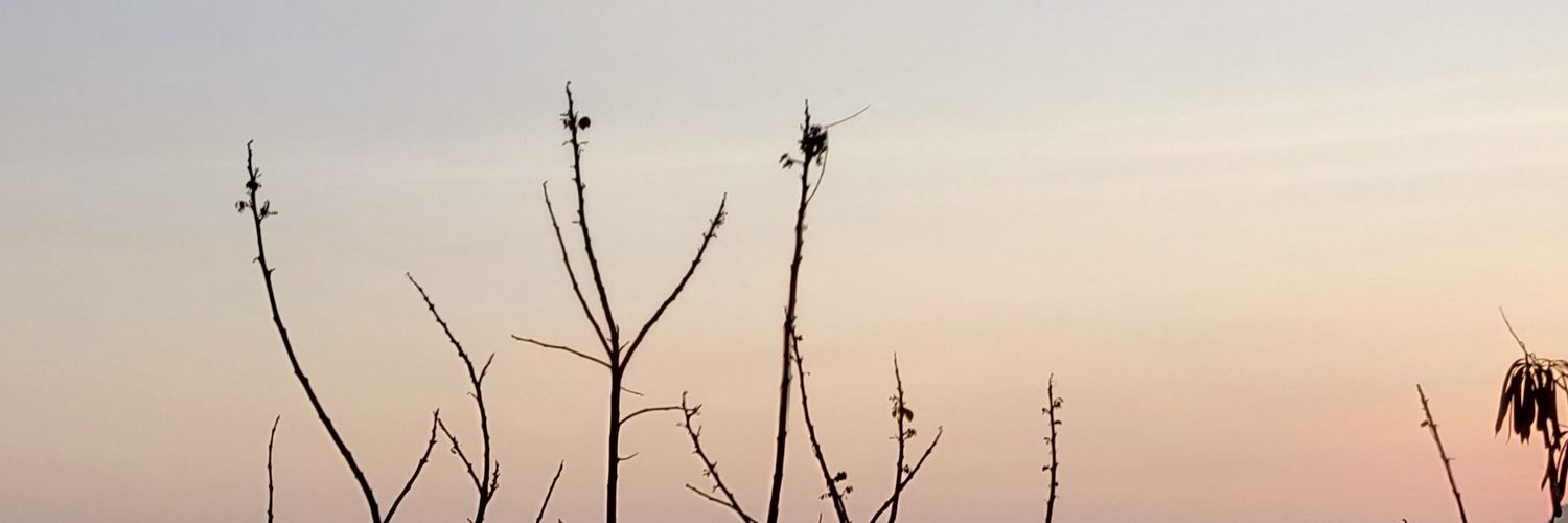 theserenebird's profile banner image