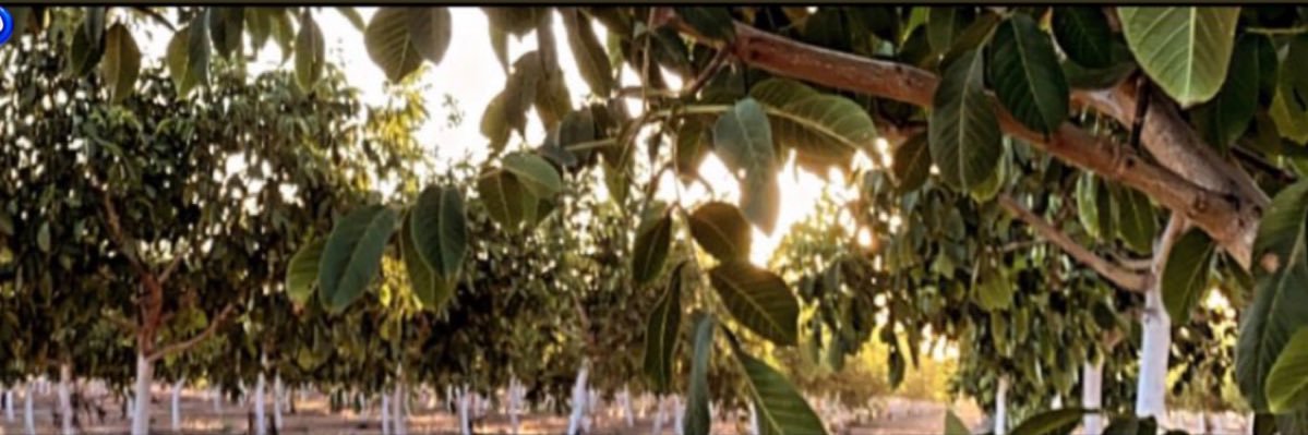 _mskaur's profile banner image