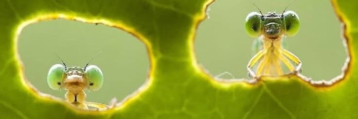 ProWormEater's profile banner image