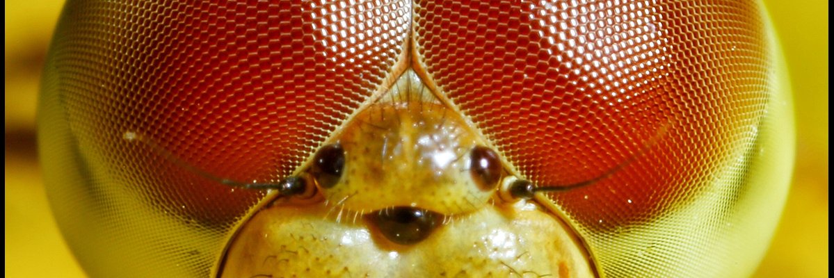 AdiAzulai's profile banner image