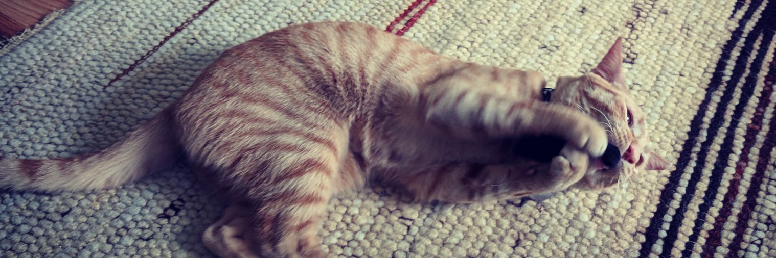 Jake (Official) (Real) banner