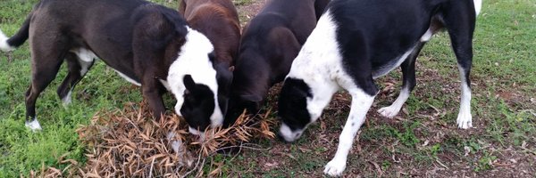 PuppyNumber7 Profile Banner