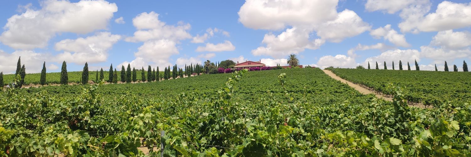 Caroline Maas banner