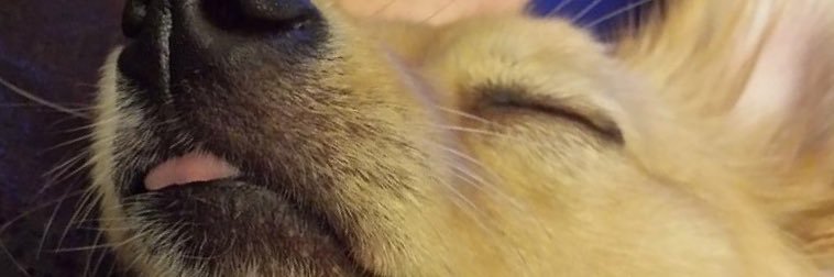 ChubbieWub's profile banner image