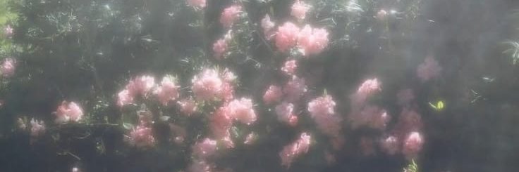 aditi's banner