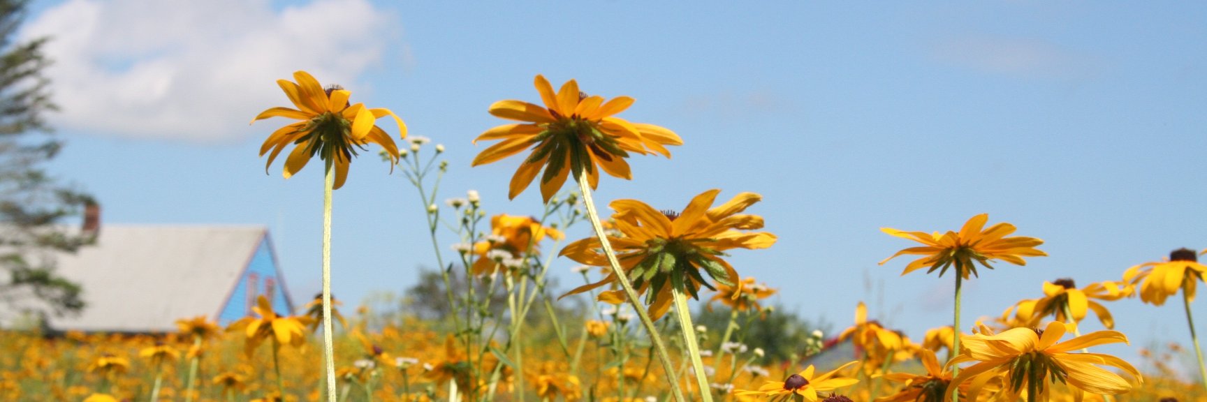 Midgerina's profile banner image