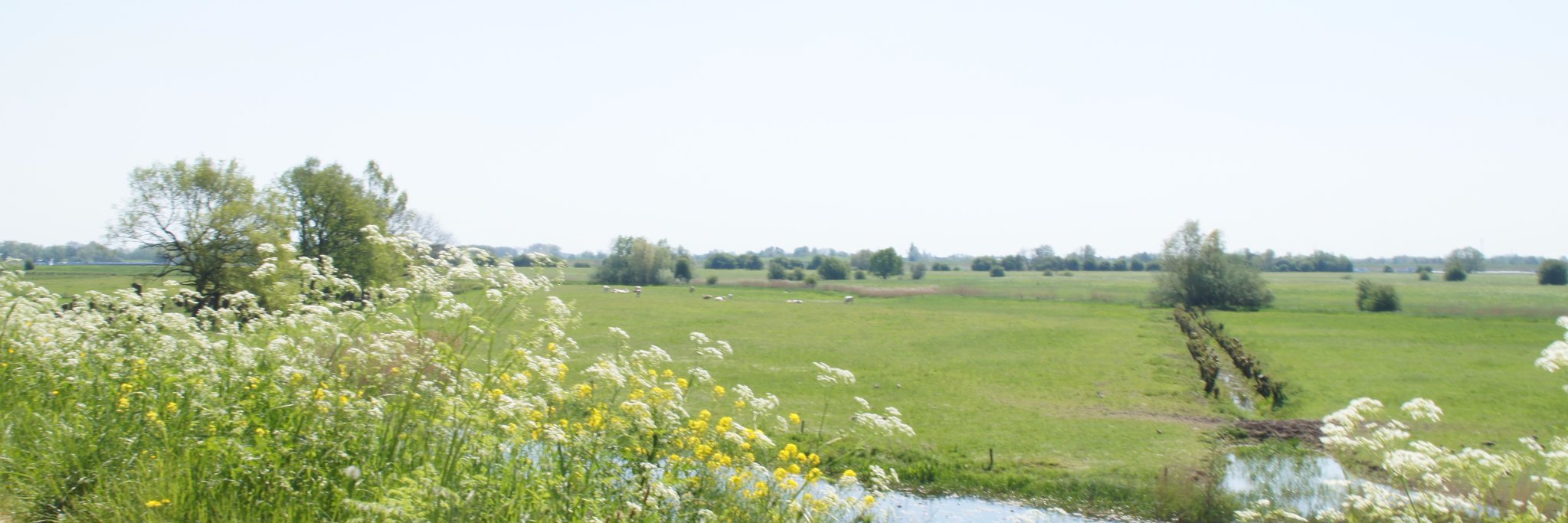 caroburg's profile banner image