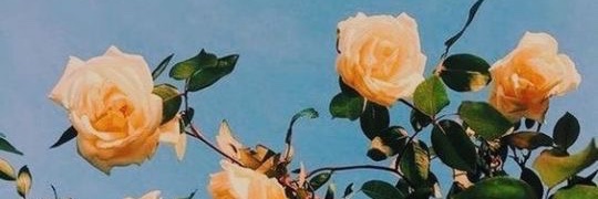 orianonyme's profile banner image