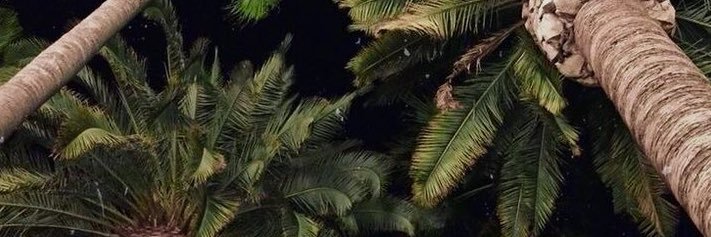 Genesis banner