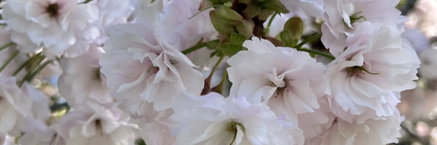 せばすちゃん banner