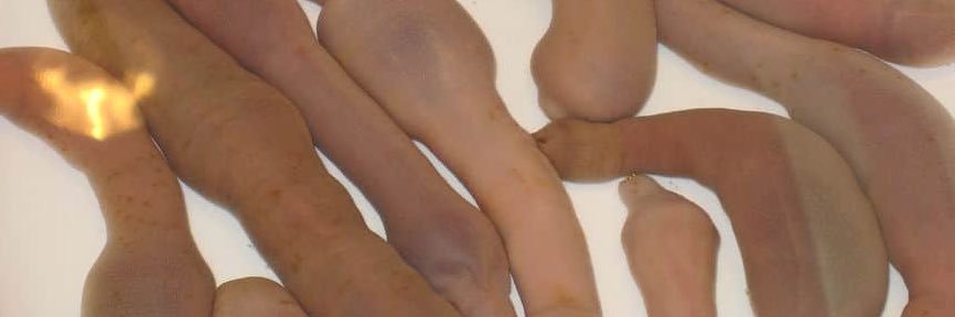 Peter Griffin banner