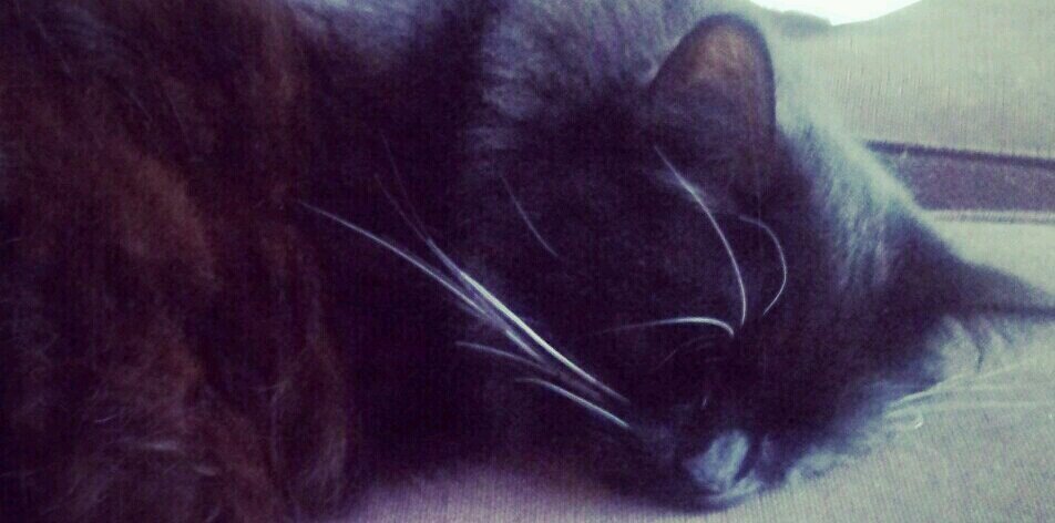 crazycatlady214's profile banner image