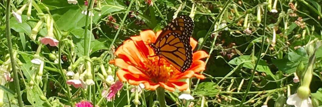 T.D. Arkenberg banner