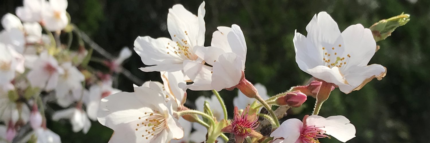 ⚜️まさしゃん🦅投資家貧乏っちゃま🥹 banner