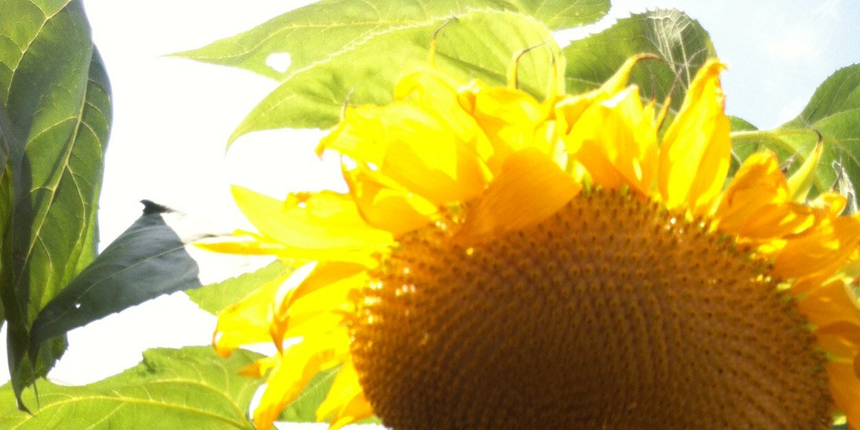 Emily Ruth banner