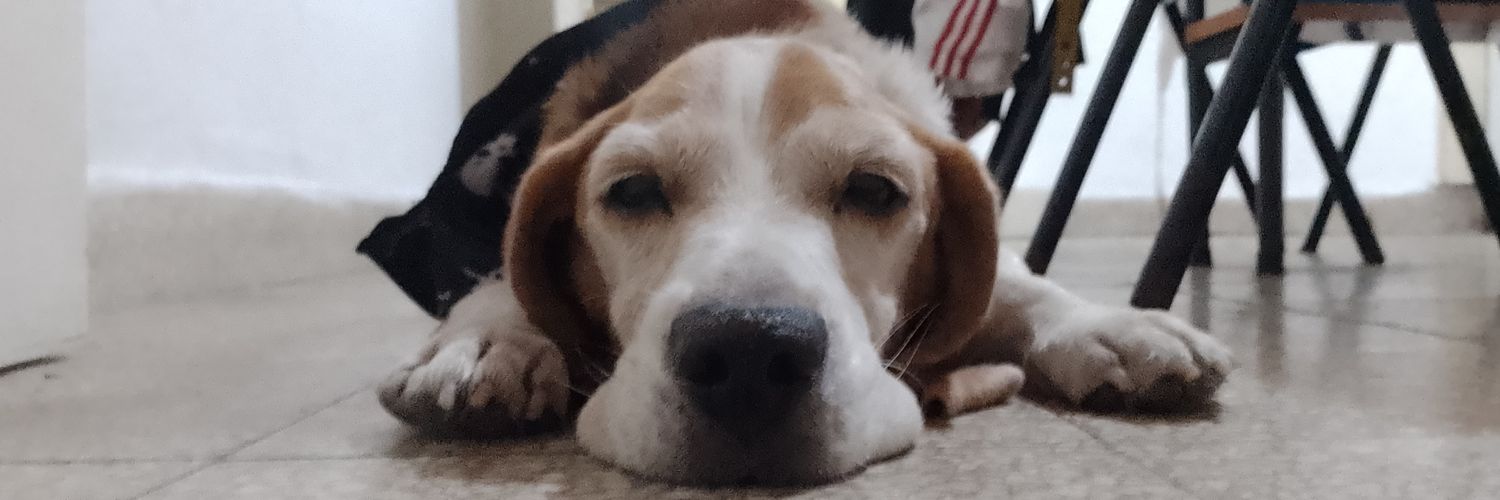 beludecesari's profile banner image