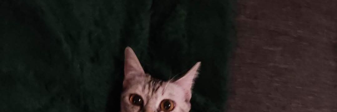 midarrrrr's profile banner image