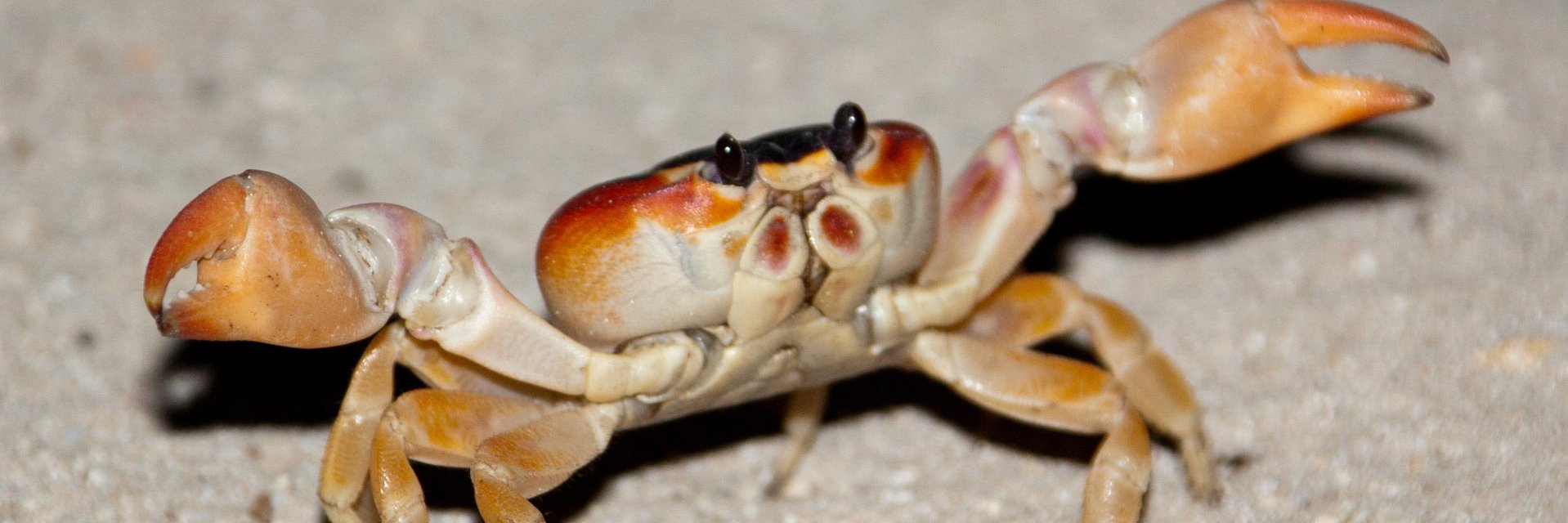 슈르🏳️‍🌈🏳️‍⚧️덕질계 banner