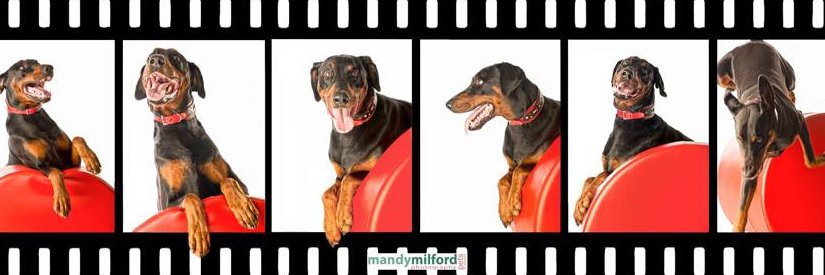MrsCollarRack's profile banner image