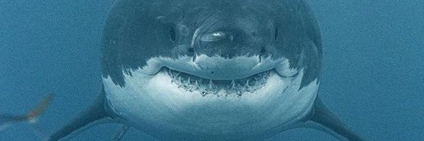 axolocake Profile Banner