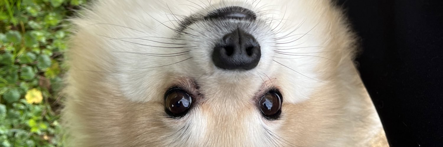RachelleBusato's profile banner image