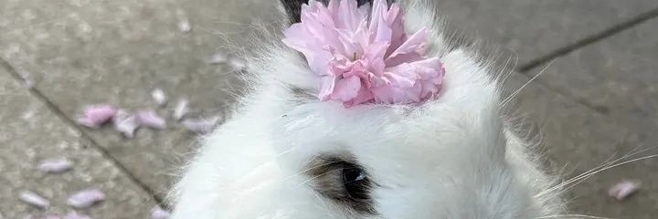 bun banner