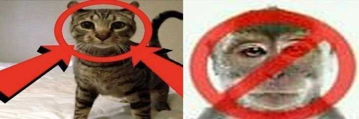 Hermanospollito's profile banner image