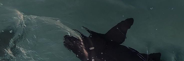 joaolobo_exe's profile banner image