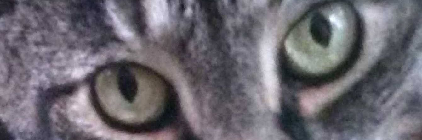 luckeyduck's profile banner image