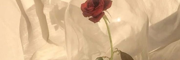 ️️ ️️𝑎𝑚𝑜𝑟𝑒 ‧₊ ᵎᵎ 🍥 ⋅ ˚✮ banner