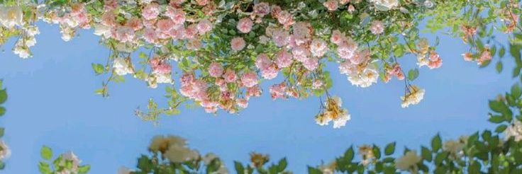Verna Verbena banner